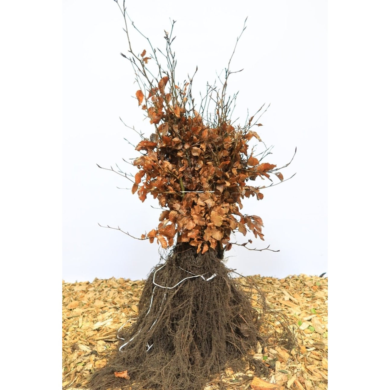 Blodbok – Fagus sylvatica - 30-50 CM bare root 1/2